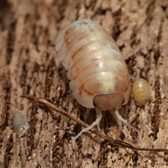 Armadillidium vulgare "Daywalker"