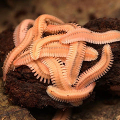 Brachycybe lecontii