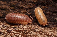 Armadillidium nasatum “Velvet Cream”
