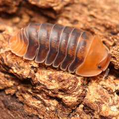 Cubaris sp. "Rubber Ducky"