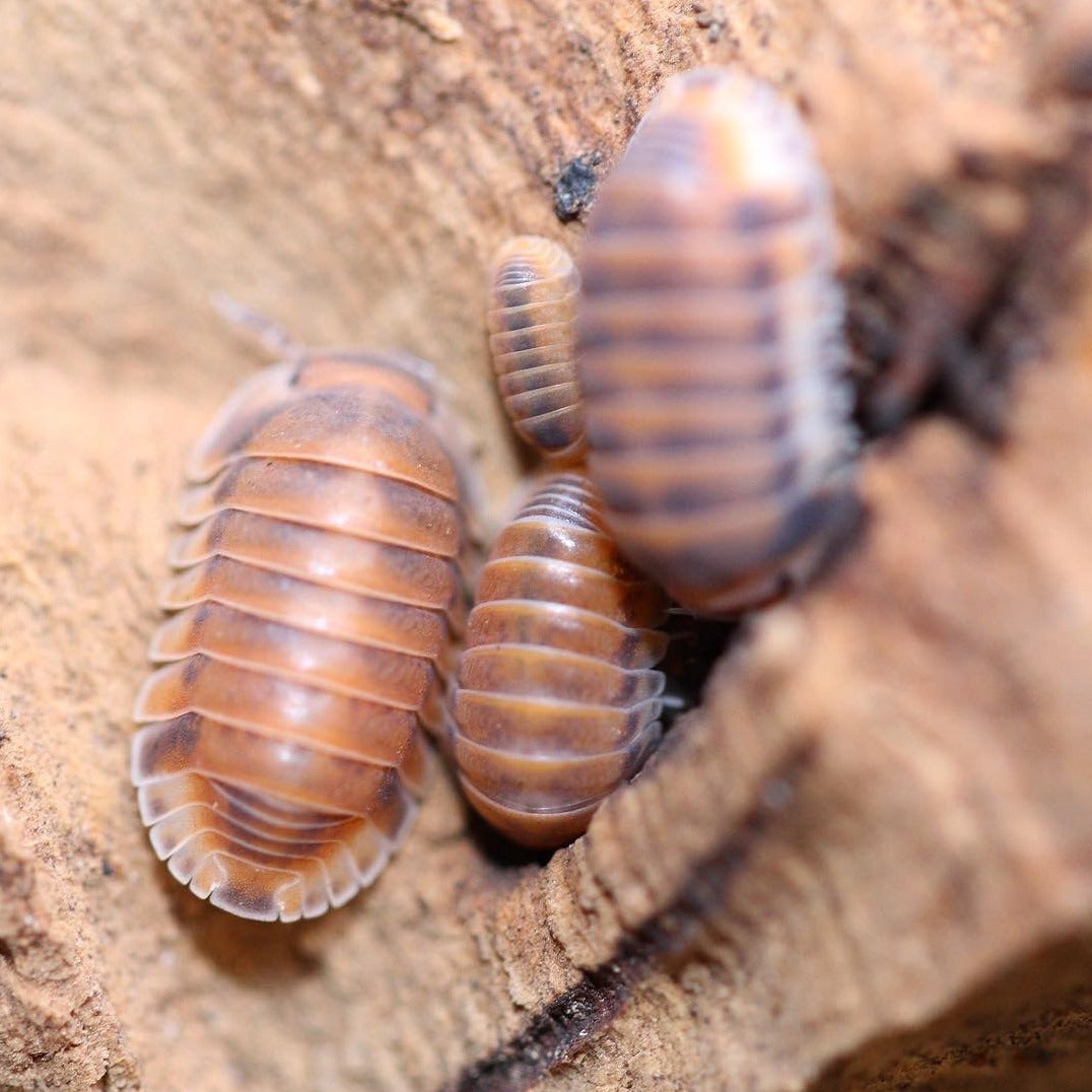 Cubaris Sp. Red Pak Chong Cubaris