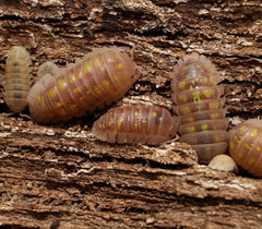 Armadillidium granulatum "Pink"