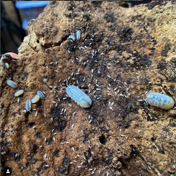 Armadillidium Vulgare Japanese Magic Potion