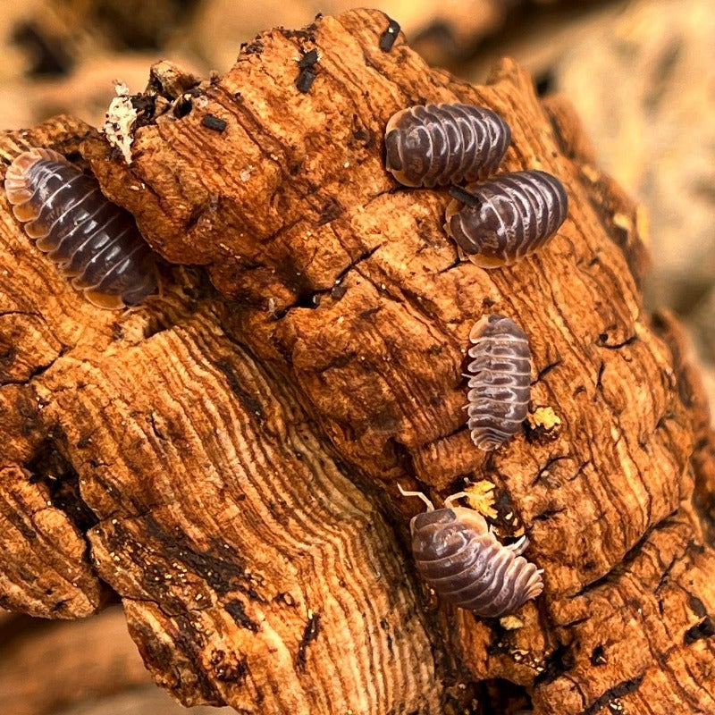 Cubaris Iriomotensis Miyako 25