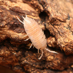 Agnara strzelecki