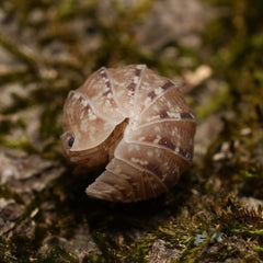 Armadillidium ameglioi