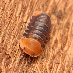 Cubaris sp. "Rubber Ducky"