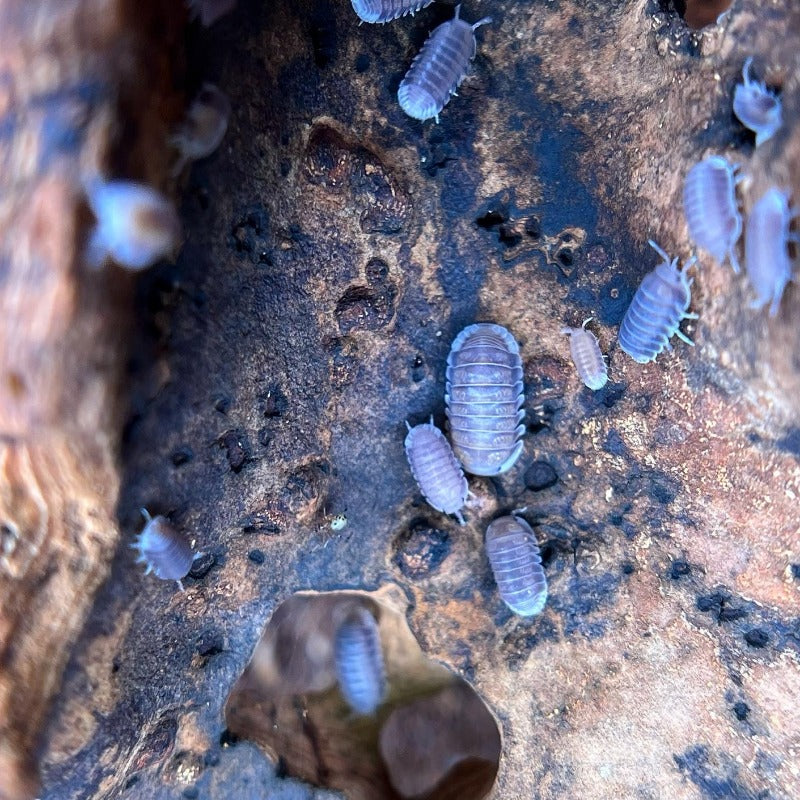 Cubaris Sp. Black Panda