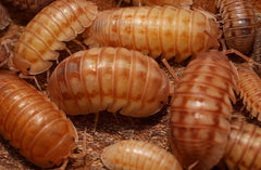Armadillidium nasatum “Velvet Cream”