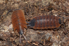 Porcellio sylvestri