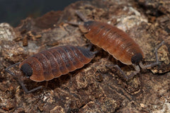 Porcellio sylvestri
