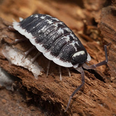 Porcellio flavomarginatus