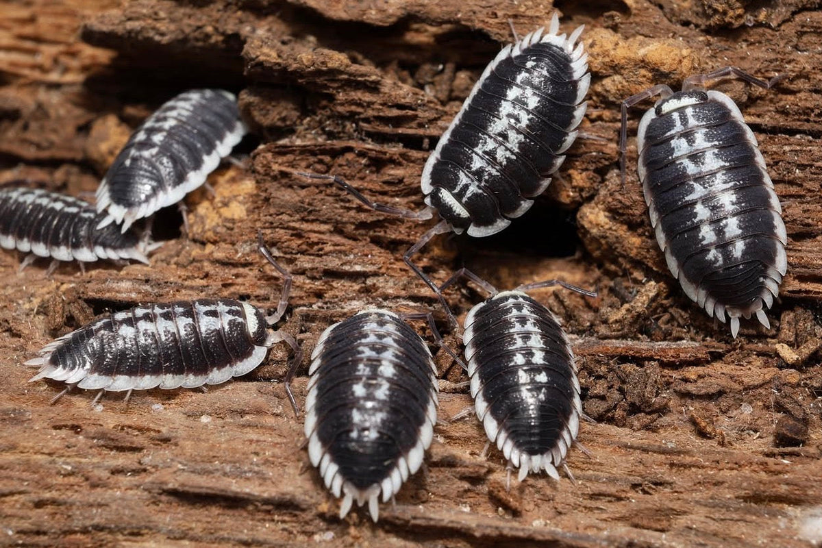Porcellio flavomarginatus