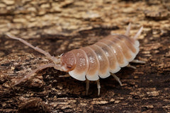 Porcellio sevilla "Caramel"