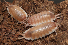 Porcellio sevilla "Caramel"