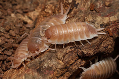 Porcellio sevilla "Caramel"