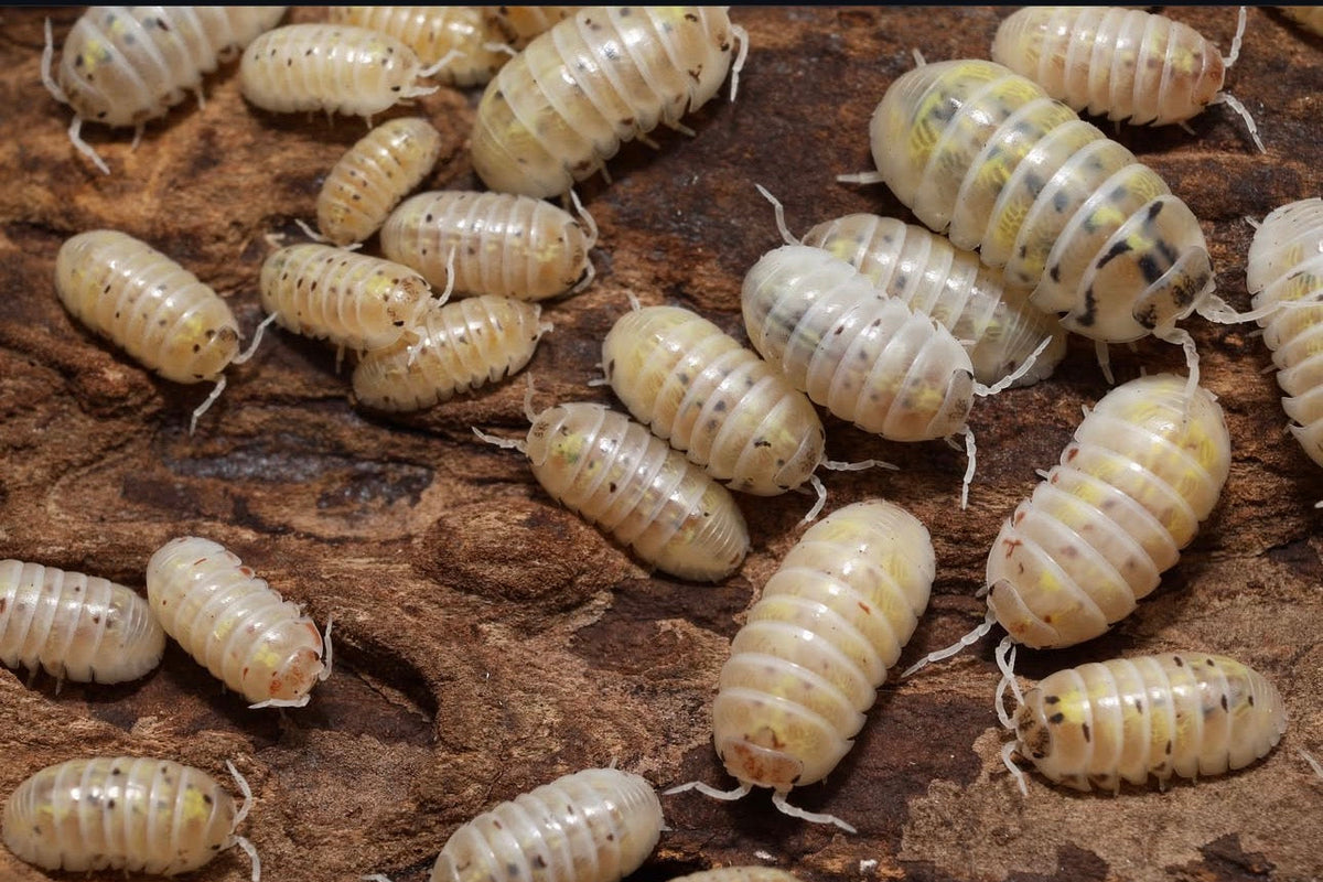 Armadillidium vulgare "US - Magic Potion"