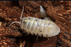 Armadillidium vulgare "US - Magic Potion"