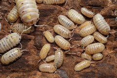 Armadillidium vulgare "US - Magic Potion"