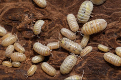Armadillidium vulgare "US - Magic Potion"