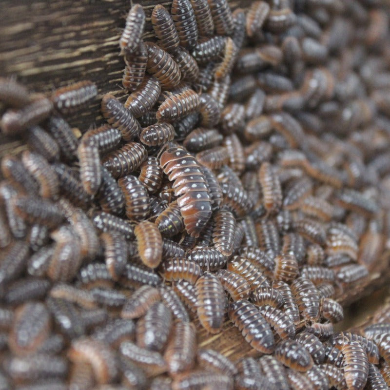Armadillidium Klugii Dubrovnik