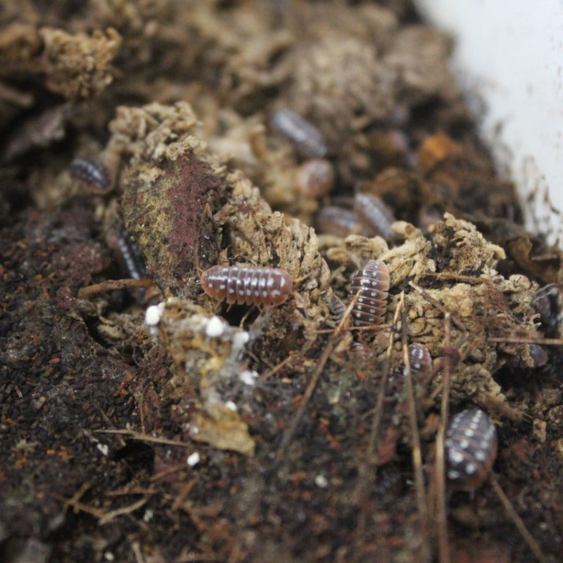 Armadillidium Klugii Dubrovnik