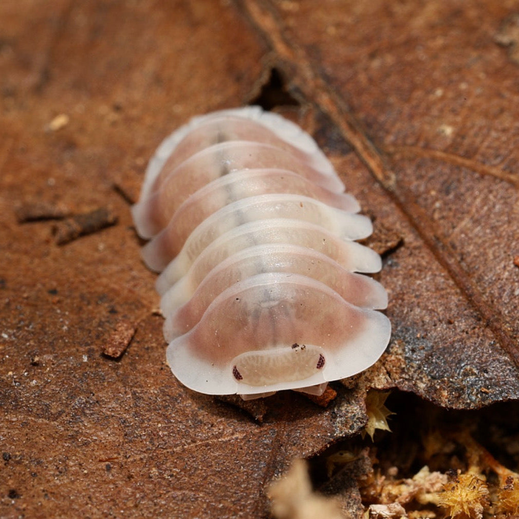 Cubaris sp."Pink Cappuccino"