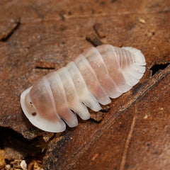 Cubaris sp."Pink Cappuccino"