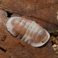 Cubaris sp."Pink Cappuccino"