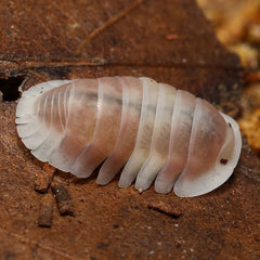 Cubaris sp."Pink Cappuccino"