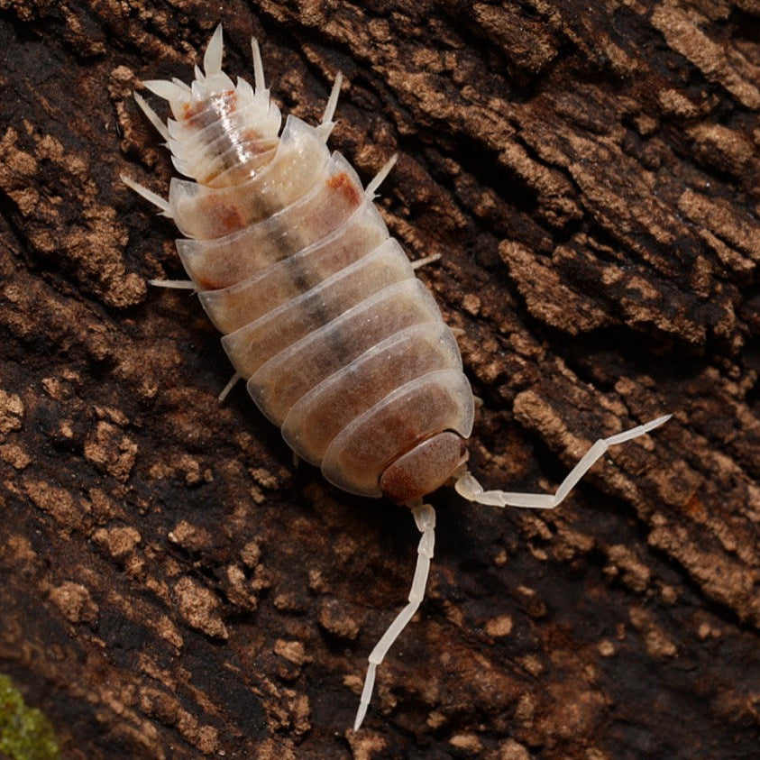 Porcellionides Pruinosus "Soda Pop"