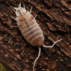 Porcellionides Pruinosus "Soda Pop"