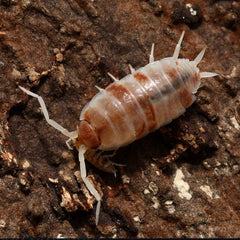 Porcellionides Pruinosus "Soda Pop"