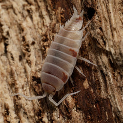 Porcellionides Pruinosus "Soda Pop"