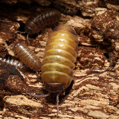Armadillidium badium "High Yellow"