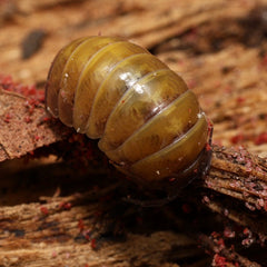 Armadillidium badium "High Yellow"