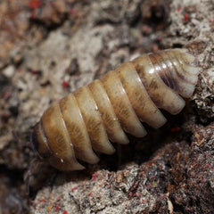Armadillidium badium "High Yellow"