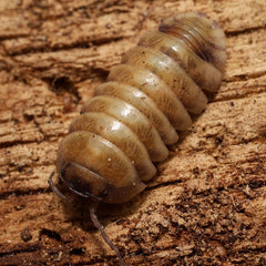 Armadillidium badium "High Yellow"