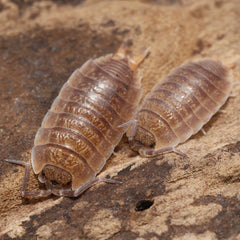 Lucasioides sp. “Kyrgyzstan"