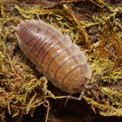 Lucasioides sp. “Kyrgyzstan"