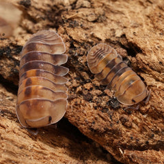 Cubaris sp."Opal"