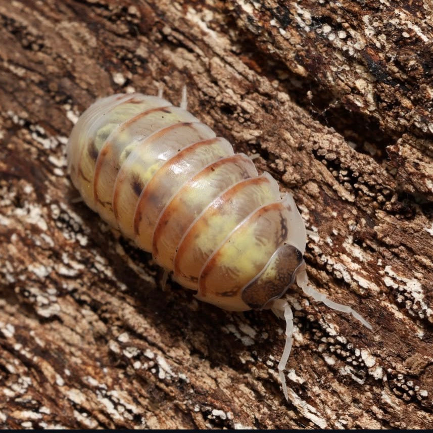 Armadillidium vulgare "Everything Bagel"