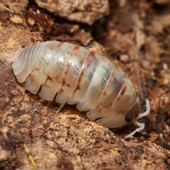 Armadillidium vulgare "Everything Bagel"