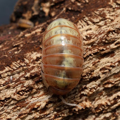 Armadillidium vulgare "Everything Bagel"