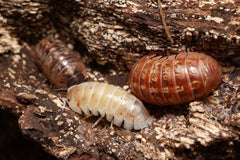 Armadillidium vulgare "Everything Bagel"