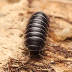 Filipinodillo sp. "Borneo Zebra"