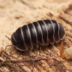 Filipinodillo sp. "Borneo Zebra"