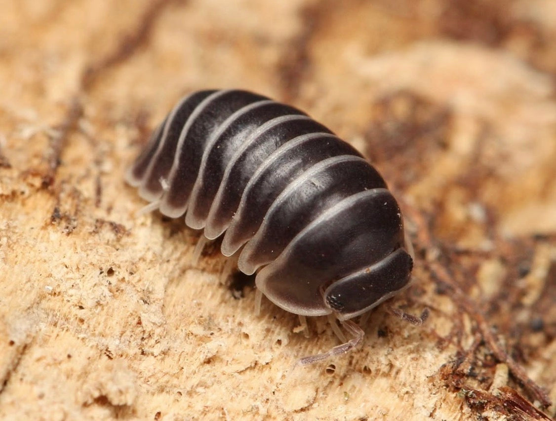Filipinodillo sp. "Borneo Zebra"