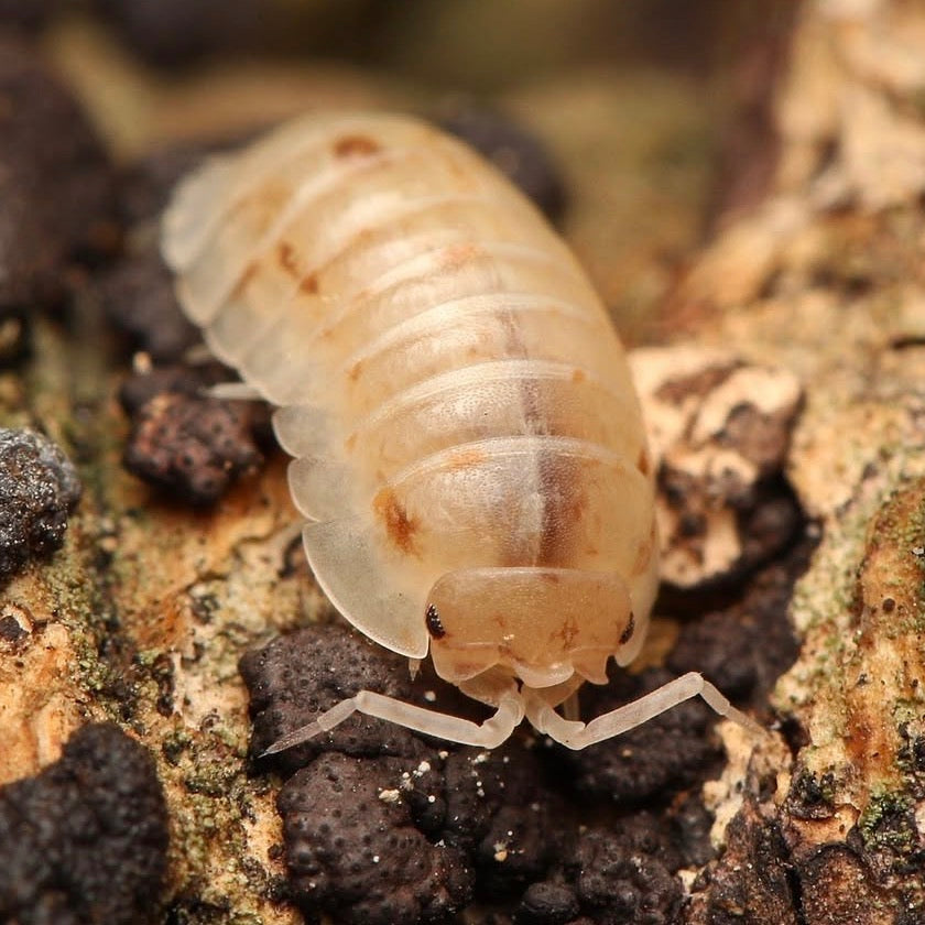 Armadillidium nasatum “White/Gold Jellybeans”