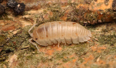 Armadillidium nasatum “White/Gold Jellybeans”